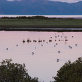 pied-stilts-at-sunset-Miranda-Shorebird-Reserve-01-07-2011-IMG 9063