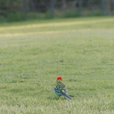 rosella-parrots-at-campsite-West-End-Track-Tawharenui-2013-07-06-IMG 9020