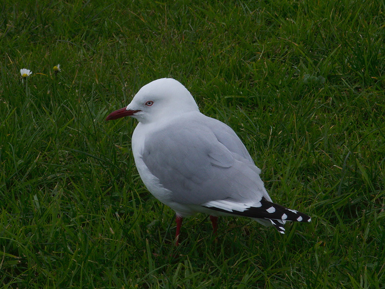 seagull-smaller-gray-and-white-Gulf-Harbour-Marina-Shakespear-20-07-2011-IMG_9348.jpg