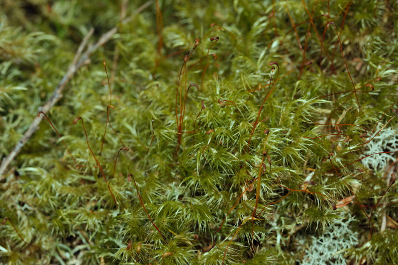 Dicranoloma-robustum-moss-single-sporophyte-at-branch-apex--Tarawera-Outlet-to-Humphries-Bay-Track-2015-10-17-IMG_2033.jpg