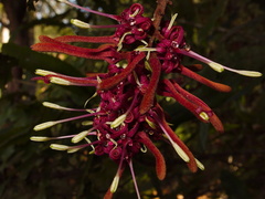 Knightia-excelsa-rewarewa-flowers-Tarawera-Outlet-to-Humphries-Bay-Track-2015-10-17-IMG 5883