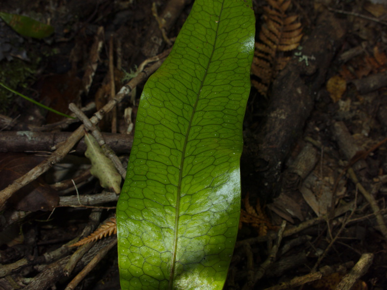 Microsorum-pustulatum-fern-entire-fronds-reticulate-net-venation-Tarawera-to-Waterfall-Track-2015-10-16-IMG_5805.jpg