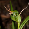 Pterostylis-cf-banksiae-greenhood-orchid-cliff-walk-Whakatane-2015-10-20-IMG_2146.jpg