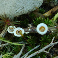 birds-nest-fungus-Tarawera-Outlet-to-Humphries-Bay-Track-2015-10-17-IMG_5901.jpg