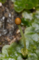 indet-Jungermannia-sp-foliose-liverwort-Tarawera-Outlet-to-Humphries-Bay-Track-2015-10-17-IMG 2041