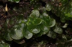 indet-Jungermannia-sp-foliose-liverwort-Tarawera-Outlet-to-Humphries-Bay-Track-2015-10-17-IMG 2046