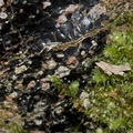 volcanic-glass-obsidian-pebbles-and-rocks-Tarawera-to-Waterfall-Track-2015-10-16-IMG_2012.jpg