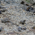 fur-seals-on-rocks-Rte1-2013-06-03-IMG_1110.jpg