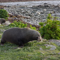 seal-colony-Kaikoura-Peninsula-2013-06-02-IMG_1006.jpg