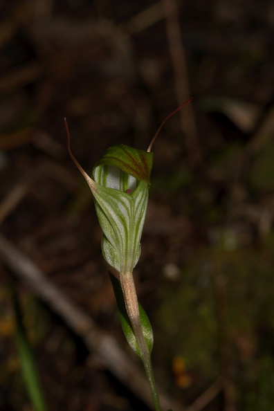 Pterostylis-greenhood-orchid-Stony-Bay-Coromandel-Coast-Walk-01-07-2011-IMG_2665.jpg