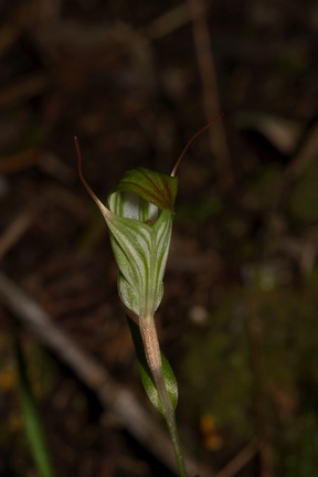 Pterostylis-greenhood-orchid-Stony-Bay-Coromandel-Coast-Walk-01-07-2011-IMG 2665