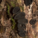 black-cup-fungus-ascomycete-Stony-Bay-Coromandel-Coast-Walk-30-06-2011-IMG 2633