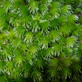 Leucobryum-sp-moss-on-forest-track-Denniston-2013-06-12-IMG_1349.jpg