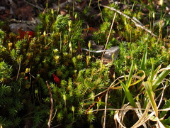 moss-on-forest-track-Denniston-2013-06-12-IMG 1326