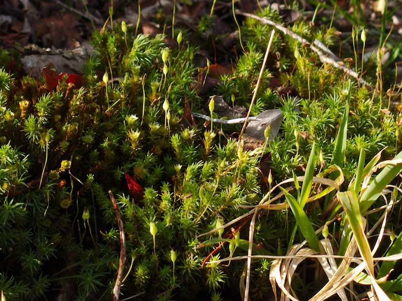 moss-on-forest-track-Denniston-2013-06-12-IMG_1326.jpg