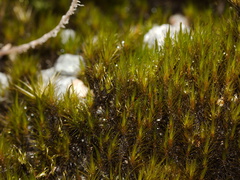 moss-road-to-Denniston-2013-06-12-IMG 8084