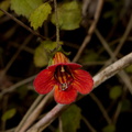 Rhabdothamnus-solandri-New-Zealand-gloxinia-red-flowers-Kauri-Grove-trail-Kaitaia-2015-09-15-IMG_5414.jpg
