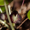 Corybas-macranthus-spider-orchid-Waitawheta-Tramway-Track-2015-10-10-IMG_1901.jpg