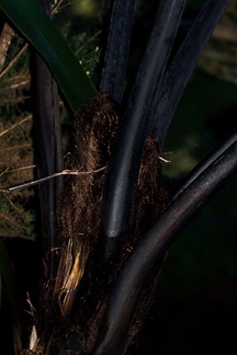 Cyathea-medullaris-tree-fern-black-leaf-bases-Karangahake-Gorge-Dickey-Flats-29-05-2011-IMG 2210