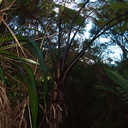 Cyathea-medullaris-tree-fern-black-leaf-bases-Karangahake-Gorge-Dickey-Flats-29-05-2011-IMG 8085