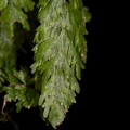 Hymenophyllum-filmy-fern-Karangahake-Gorge-Dickey-Flats-29-05-2011-IMG_2161.jpg