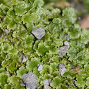 Marchantia-thallose-liverwort-Karangahake-Gorge-Dickey-Flats-29-05-2011-IMG 2205