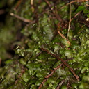 moss-with-sporophytes-Karangahake-Gorge-Dickey-Flats-29-05-2011-IMG 2172