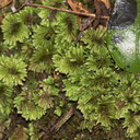 umbrella-moss-Karangahake-Gorge-Dickey-Flats-29-05-2011-IMG 2176