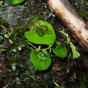 Corybas-rivularis-spider-orchid-River-Access-Trail-Bucks-Rd-17-06-2011-IMG 8636