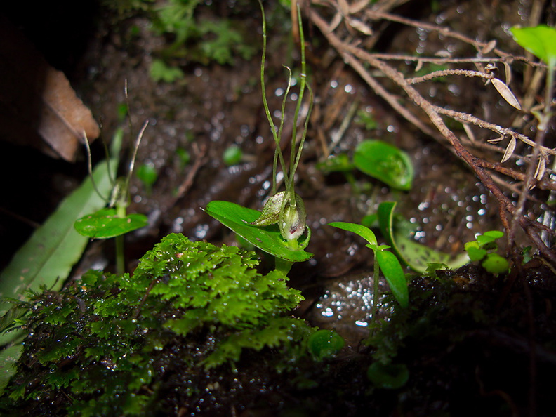 Corybas-rivularis-spider-orchid-River-Access-Trail-Bucks-Rd-17-06-2011-IMG_8639.jpg