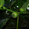 Ficus-sp-New-Guinea-primitive-syncomium-huge-leaves-Wellington-Botanical-Garden-19-06-2011-IMG_8684.jpg