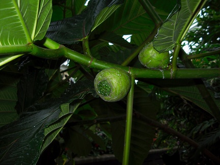 Ficus-sp-New-Guinea-primitive-syncomium-huge-leaves-Wellington-Botanical-Garden-19-06-2011-IMG 8684