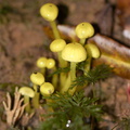 Hygrophorus-sp-wax-gill-fungus-tiny-fluorescent-green-Kiriwhakapappa-14-06-2011-IMG_2381.jpg