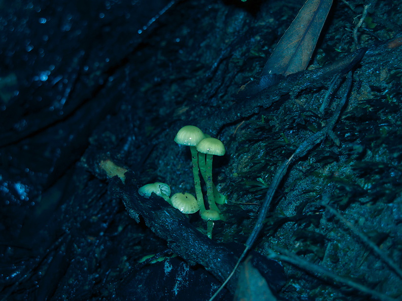 Hygrophorus-sp-wax-gill-fungus-tiny-fluorescent-green-Kiriwhakapappa-14-06-2011-IMG_8517.jpg