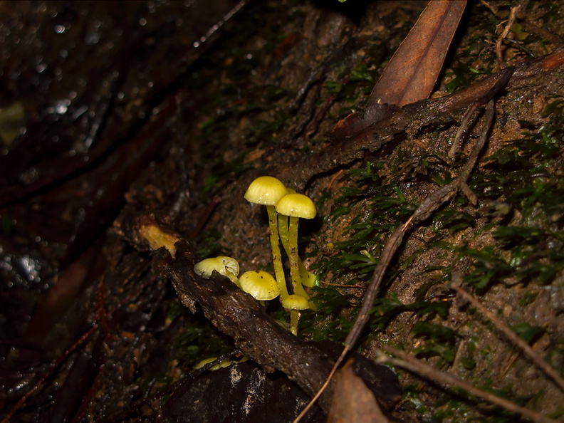 Hygrophorus-sp-wax-gill-fungus-tiny-fluorescent-green-Kiriwhakapappa-14-06-2011-IMG_8517a.jpg