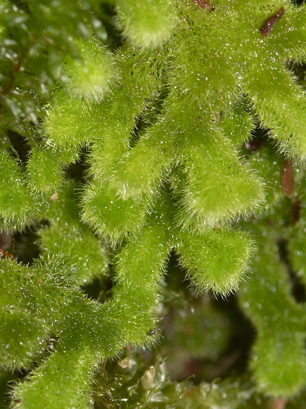 Leiomitra-lanata-leafy-fuzzy-liverwort-Kiriwhakapappa-15-06-2011-IMG_2423.jpg