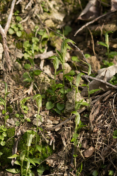 Pterostylis-alobula-greenhood-orchid-River-Access-Trail-Bucks-Rd-17-06-2011-IMG_2477.jpg