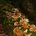 bracket-fungus-Stereum-sp-Kiriwhakapappa-15-06-2011-IMG_8559.jpg