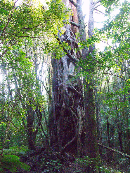 huge-vines-on-huge-trunk-Loop-Trail-Kiriwhakapapa-16-06-2011-IMG_8576.jpg