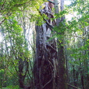 huge-vines-on-huge-trunk-Loop-Trail-Kiriwhakapapa-16-06-2011-IMG 8576