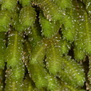 leafy-liverwort-Kiriwhakapappa-15-06-2011-IMG 2425