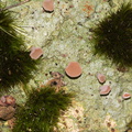 lichen-and-pink-cup-fungus-ascomycete-River-Access-Trail-Bucks-Rd-17-06-2011-IMG_2465.jpg