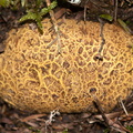 puffball-fungus-yellow-reticulate-River-Access-Trail-Bucks-Rd-17-06-2011-IMG 2485