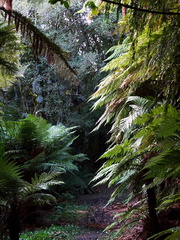 tree-fern-forest-along-trail-Kiriwhakapappa-15-06-2011-IMG 8569