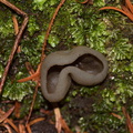 black-cup-fungus-ascomycete-Napier-Botanical-Garden-12-06-2011-IMG_2368.jpg