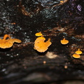 bracket-fungus-stalked-yellow-indet-White-Pine-Reserve-10-06-2011-IMG_2346.jpg