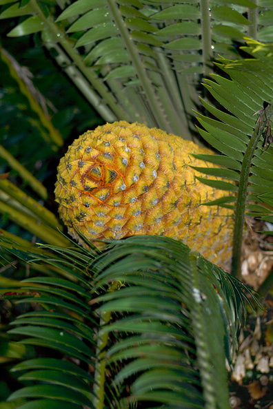cycad-with-huge-yellow-cones-Napier-Botanical-Garden-12-06-2011-IMG 2362
