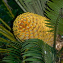 cycad-with-huge-yellow-cones-Napier-Botanical-Garden-12-06-2011-IMG 2362