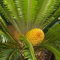 cycad-with-huge-yellow-cones-Napier-Botanical-Garden-12-06-2011-IMG 8457