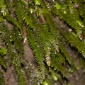 fern-White-Pine-Reserve-10-06-2011-IMG 2345